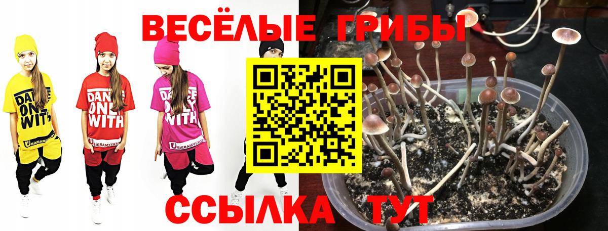 Псилоцибиновые грибы MAGIC MUSHROOMS Обь